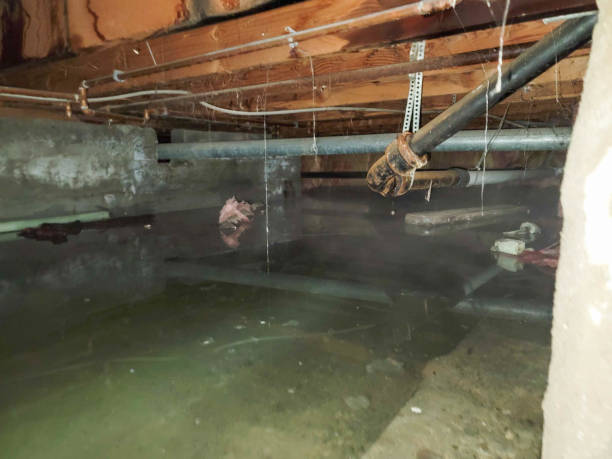 Best Flood restoration services  in Washburn, ND